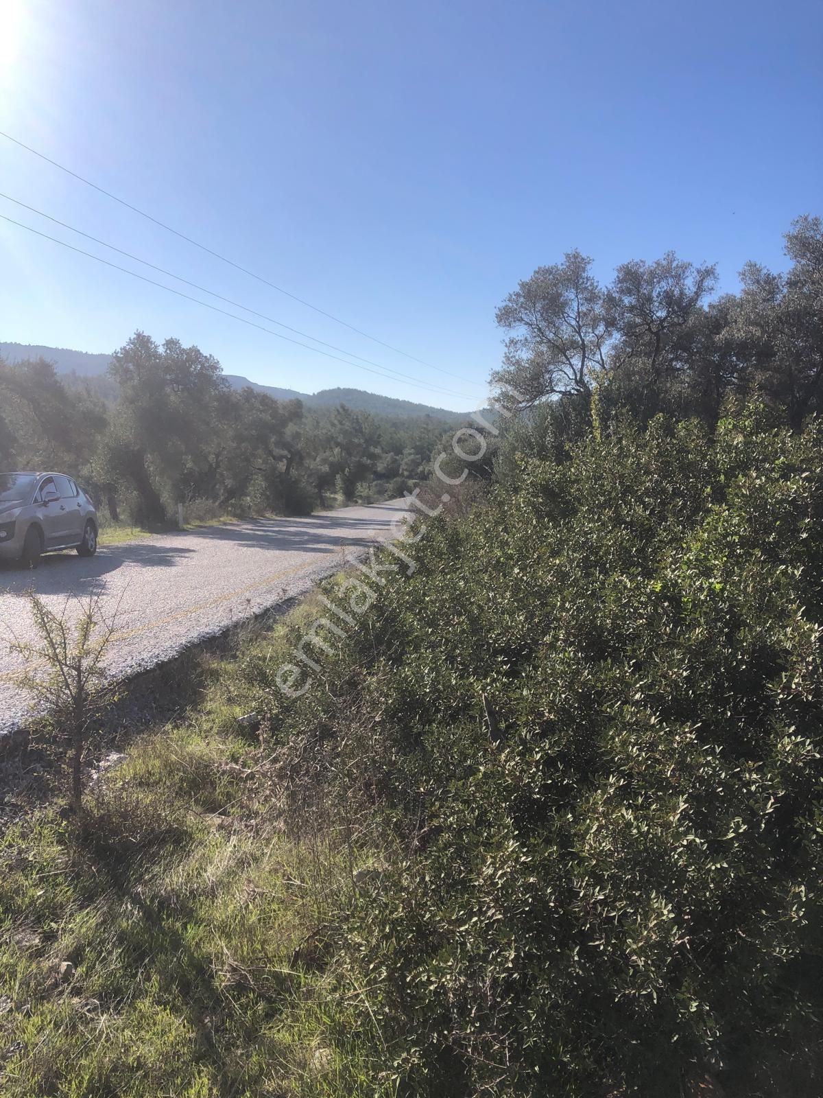 Milas Bozbük Te Yola Cephe 6072 M2 Satılık Zeytinlik - Görsel 5