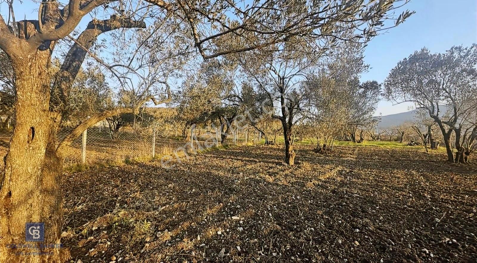 Aliağa Barbaros Hayrettin Paşa 1450 M2 Satılık Tarla - Görsel 15