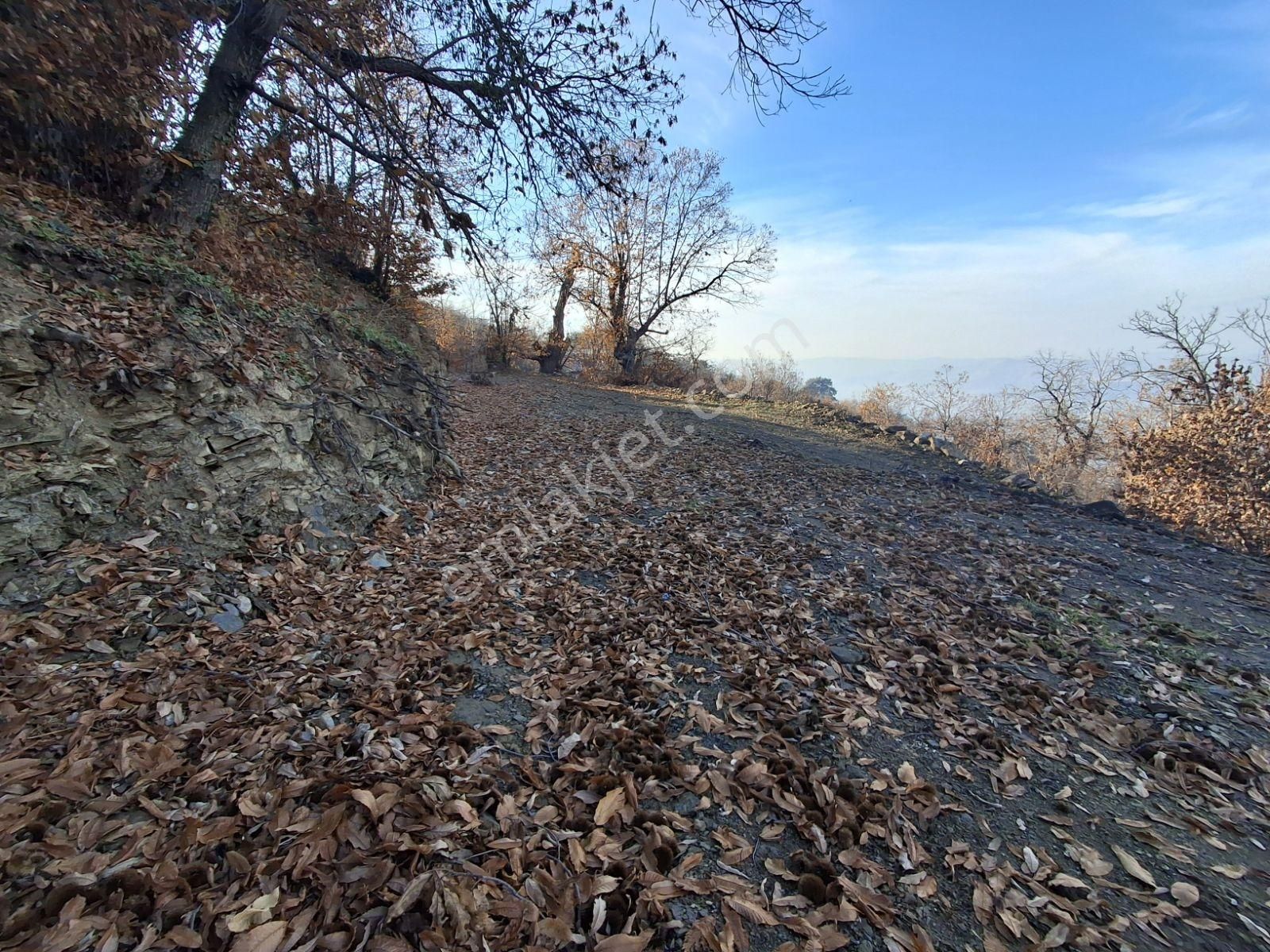 Tire Kaplan Mah. Satılık Yol Üzeri, Elektrik Ve Suyu Olan Bahçe - Görsel 15