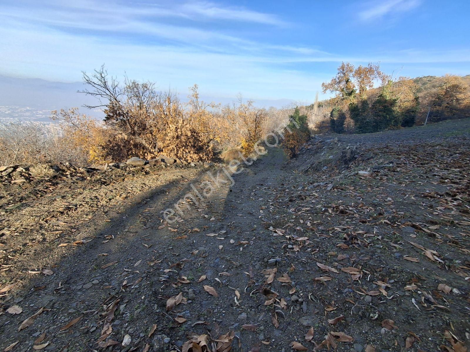 Tire Kaplan Mah. Satılık Yol Üzeri, Elektrik Ve Suyu Olan Bahçe