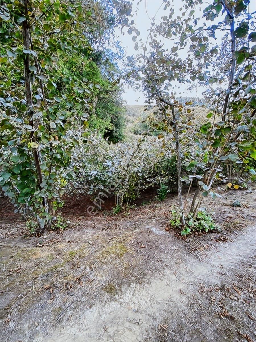 Kocaali Kozluk Köyü Uygun Fındıklık...14 Dönüm 14 Dönüm - Görsel 9