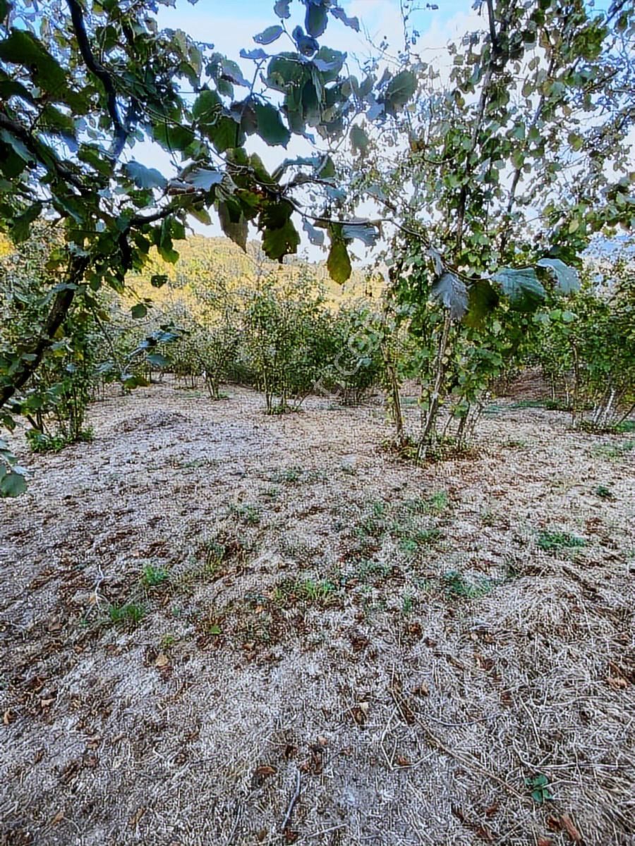 Kocaali Kozluk Köyü Uygun Fındıklık...14 Dönüm 14 Dönüm - Görsel 15