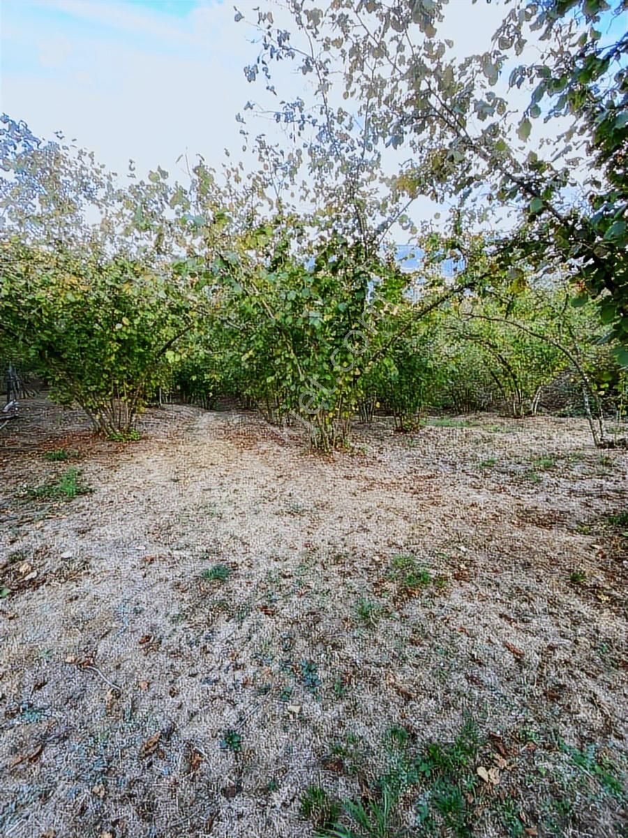 Kocaali Kozluk Köyü Uygun Fındıklık...14 Dönüm 14 Dönüm - Görsel 11