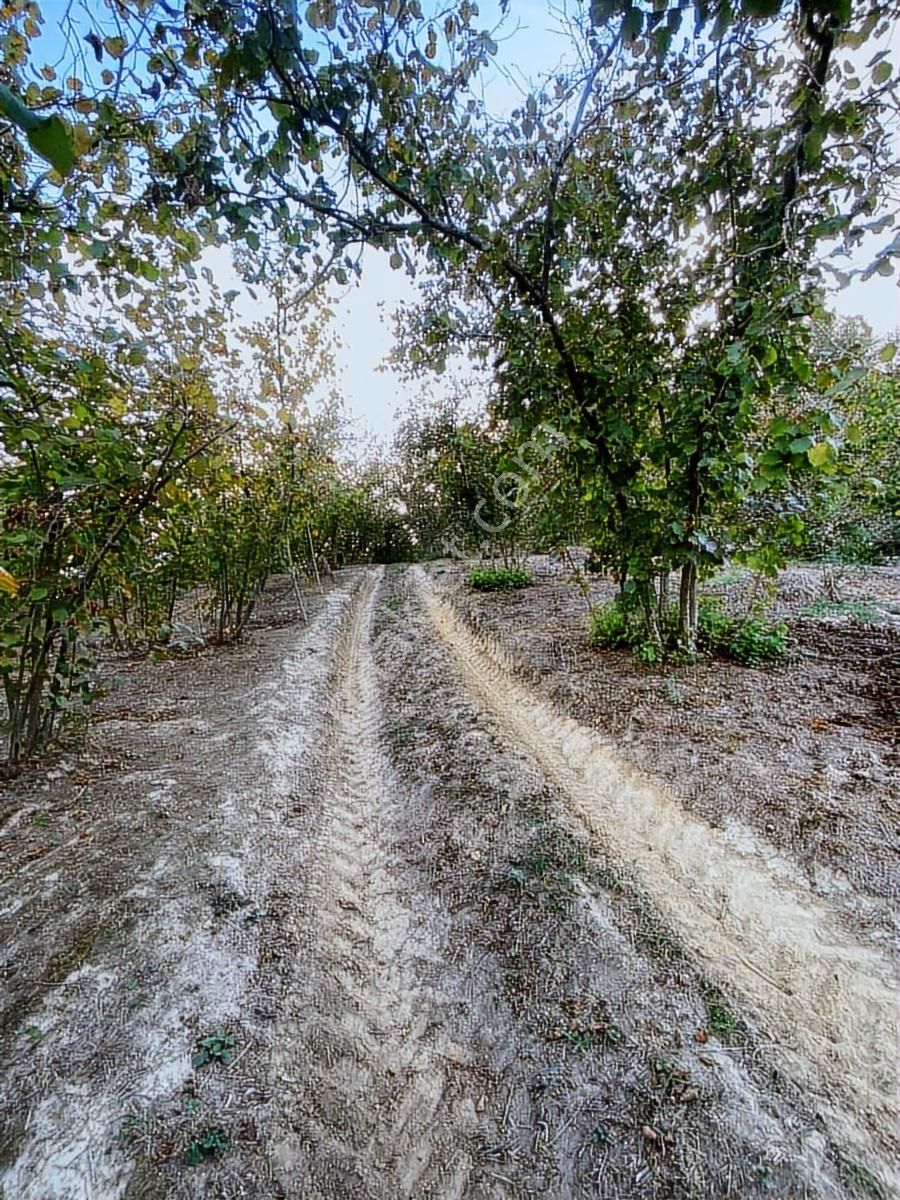 Kocaali Kozluk Köyü Uygun Fındıklık...14 Dönüm 14 Dönüm - Görsel 10