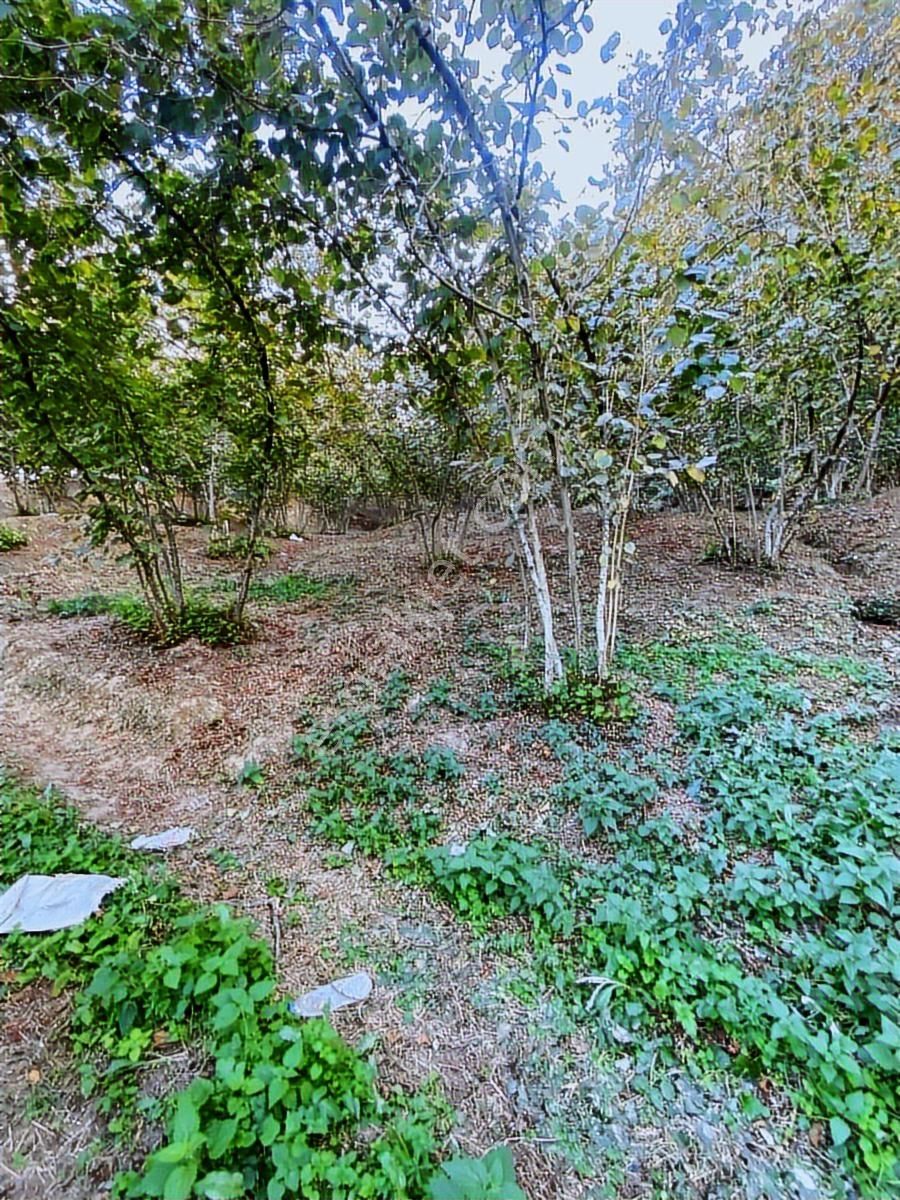 Kocaali Kozluk Köyü Uygun Fındıklık...14 Dönüm 14 Dönüm - Görsel 5