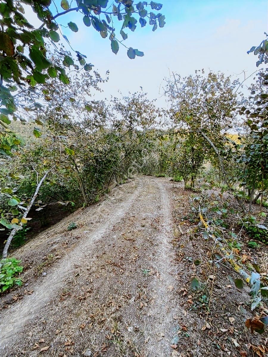 Kocaali Kozluk Köyü Uygun Fındıklık...14 Dönüm 14 Dönüm - Görsel 7
