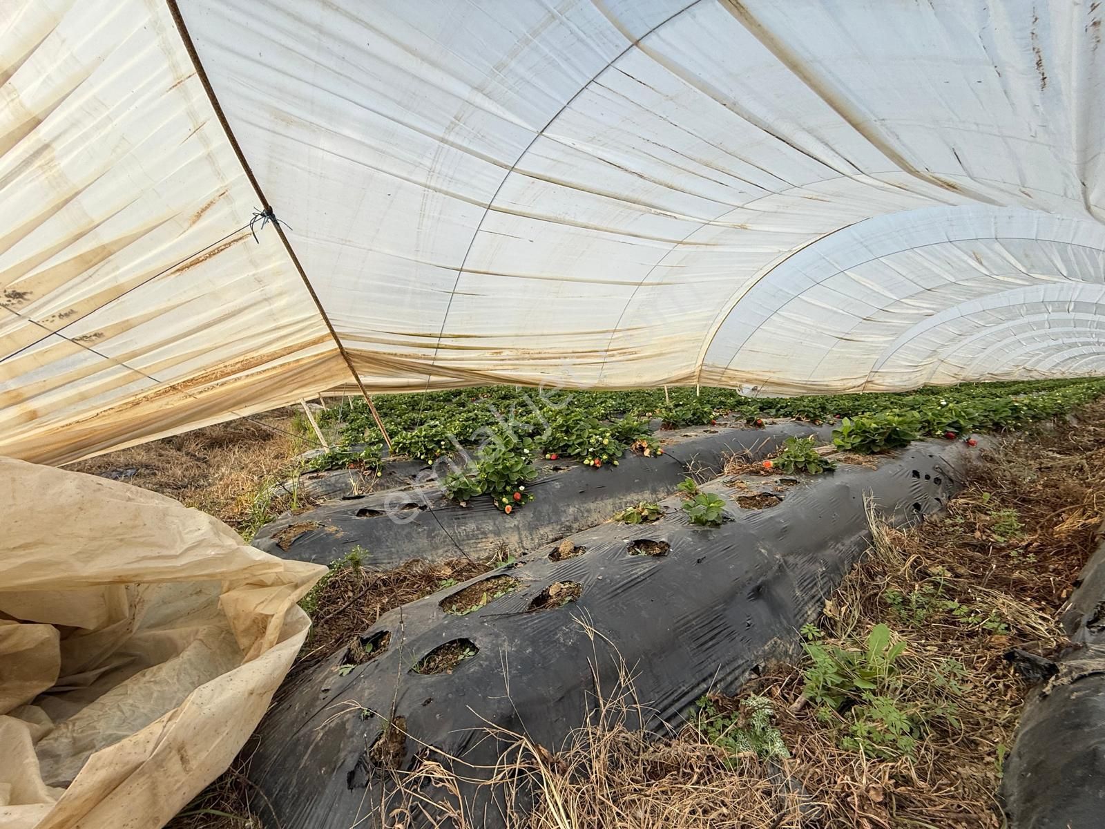 📌nazilli İsabeyli'de 10 Dönüm Satılık Tarla 📌 - Görsel 8