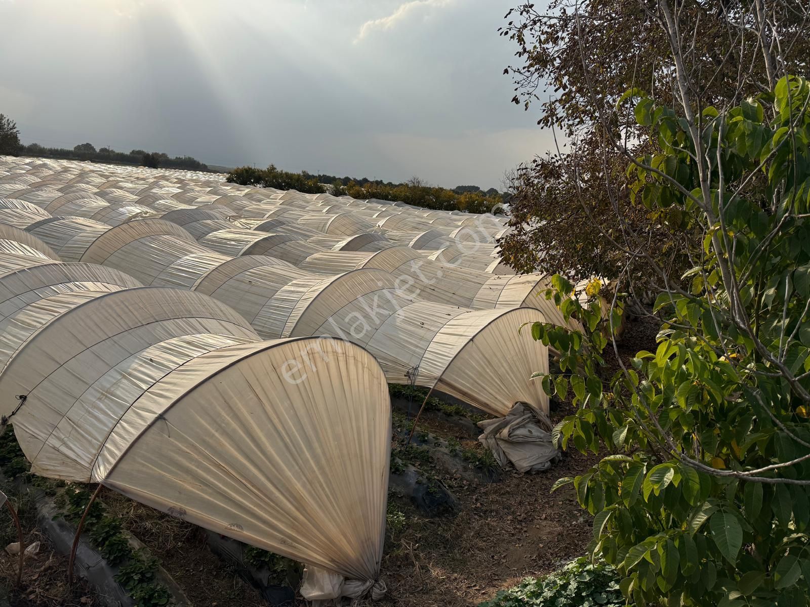 📌nazilli İsabeyli'de 10 Dönüm Satılık Tarla 📌 - Görsel 19