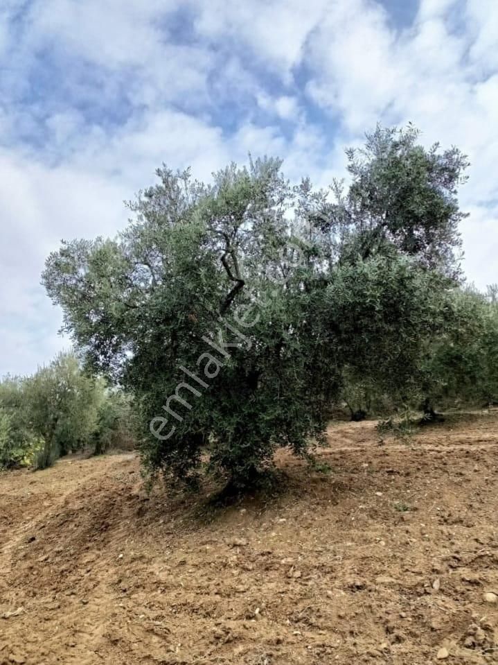 Mudanya Dereköyde 3531 Mt Zeytinlik Ev Takaslı - Görsel 5
