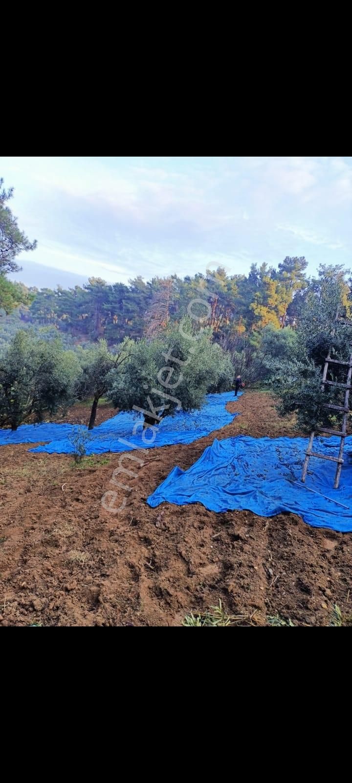 Mudanya Dereköyde 3531 Mt Zeytinlik Ev Takaslı - Görsel 3