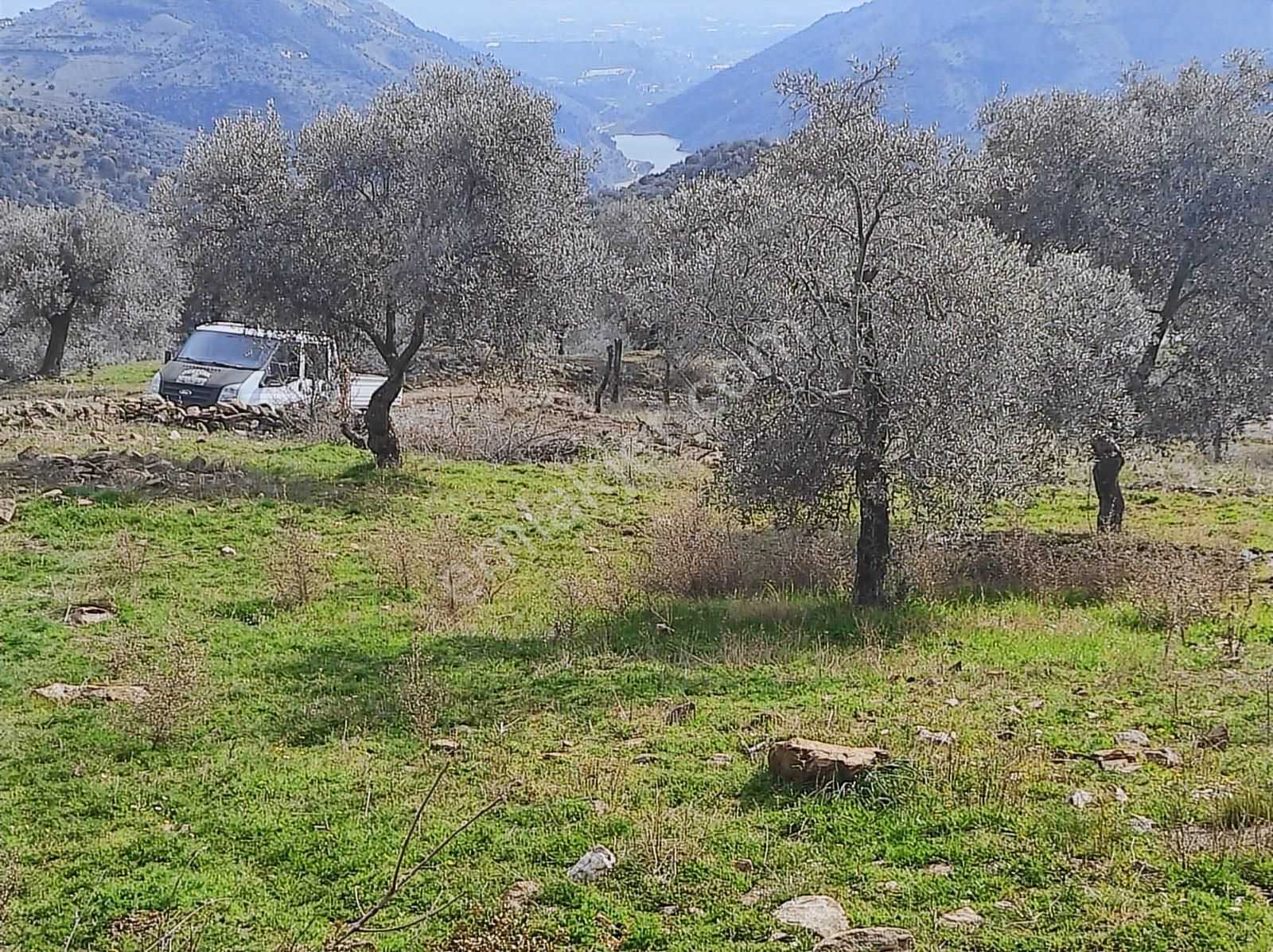 1300m Baraj Manzaralı Tamamı Düz Zeytinlik - Görsel 2