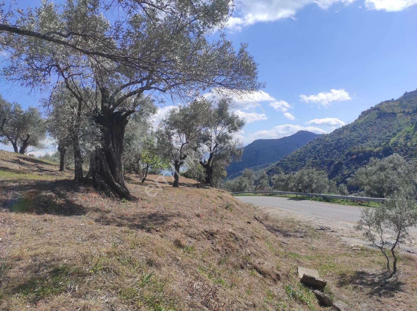 Asfalt Yola Cepheli 1.610m Zeytinlik. - Görsel 23
