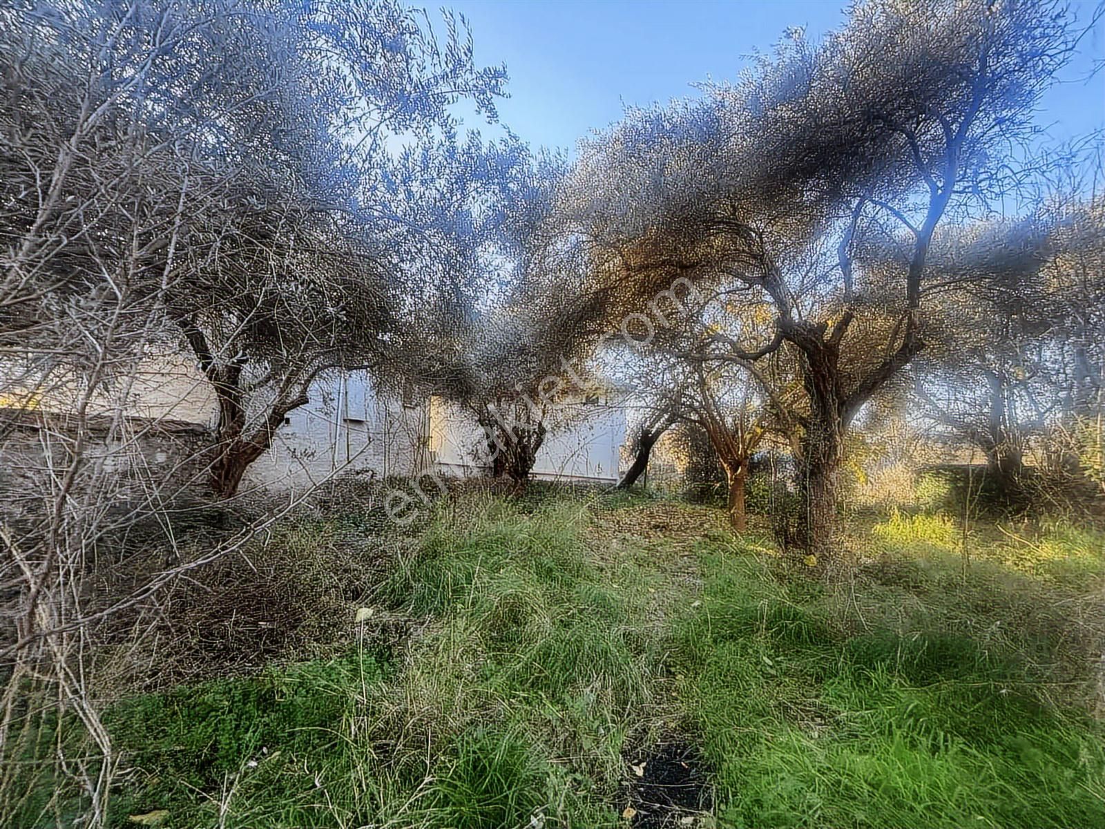 Kuşadası Kirazlı Köyü'nde Satılık Arsa - Görsel 9