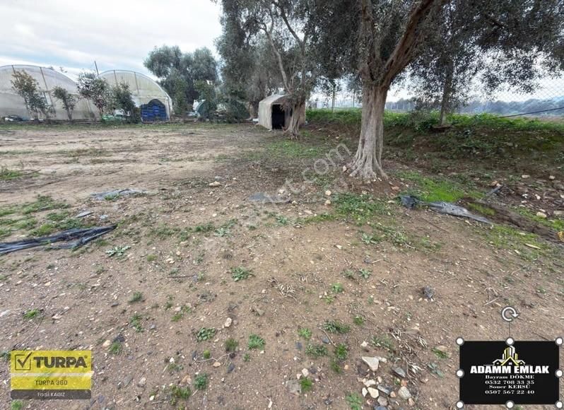 Satılık Zeytinlik - Görsel 5