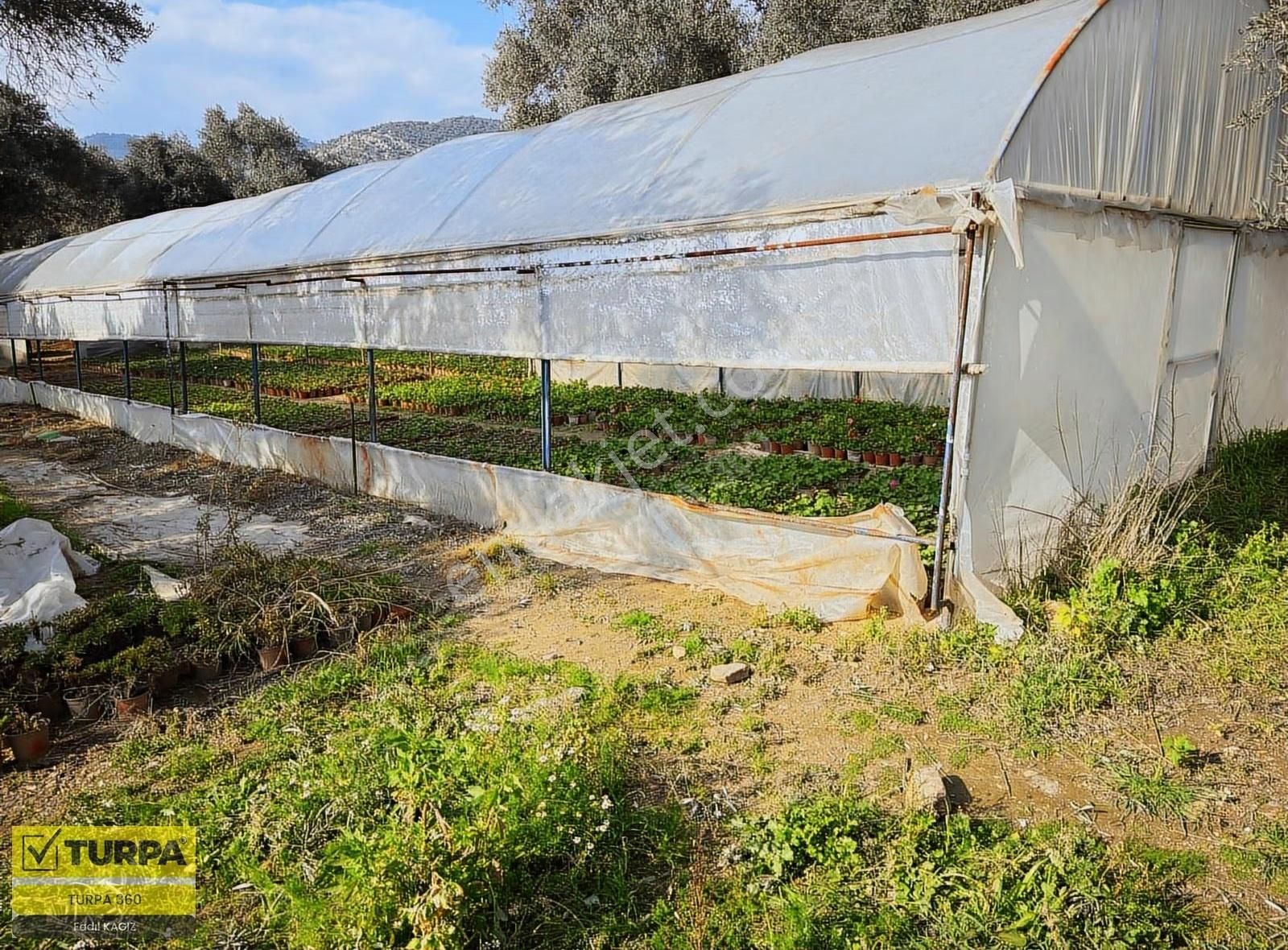 İzmir Ana Yola Sıfır Zeytinlik - Görsel 4