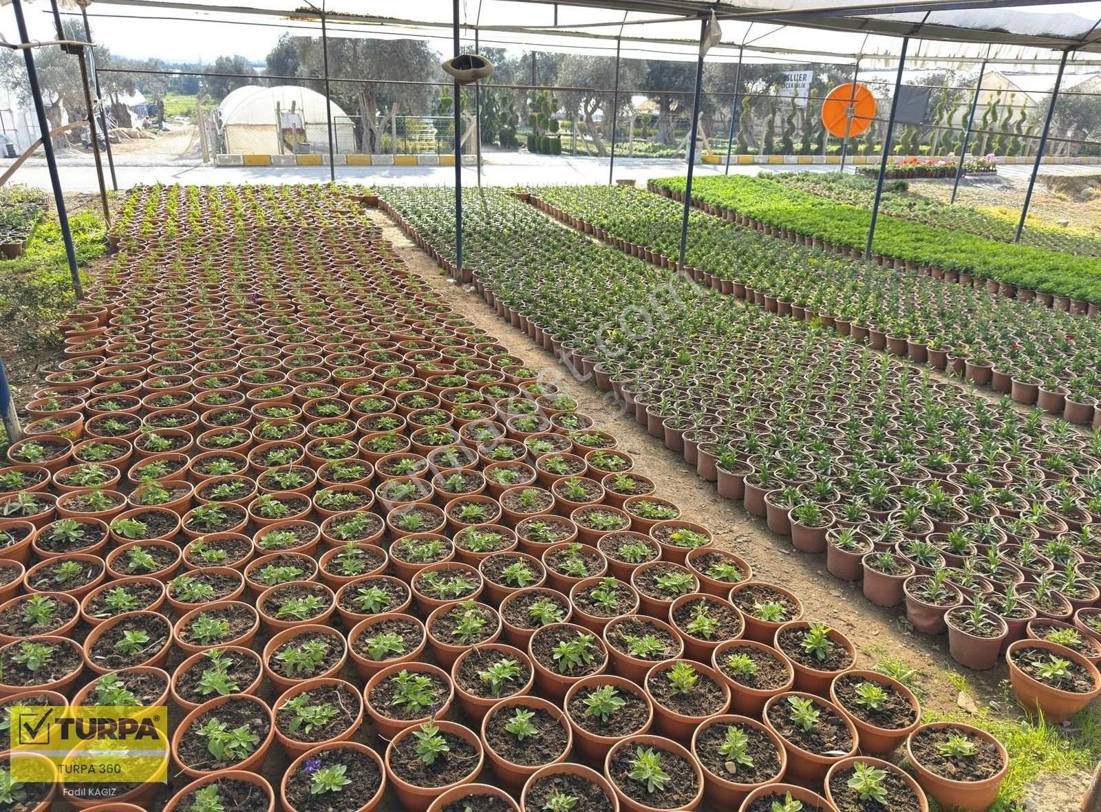 İzmir Ana Yola Sıfır Zeytinlik - Görsel 9