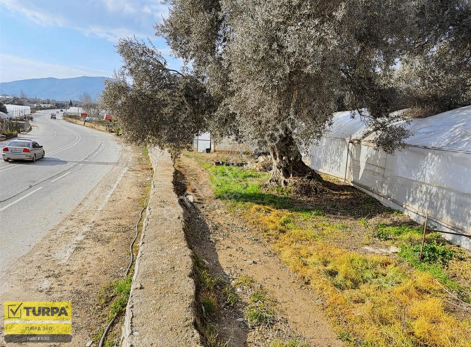 İzmir Ana Yola Sıfır Zeytinlik - Görsel 8