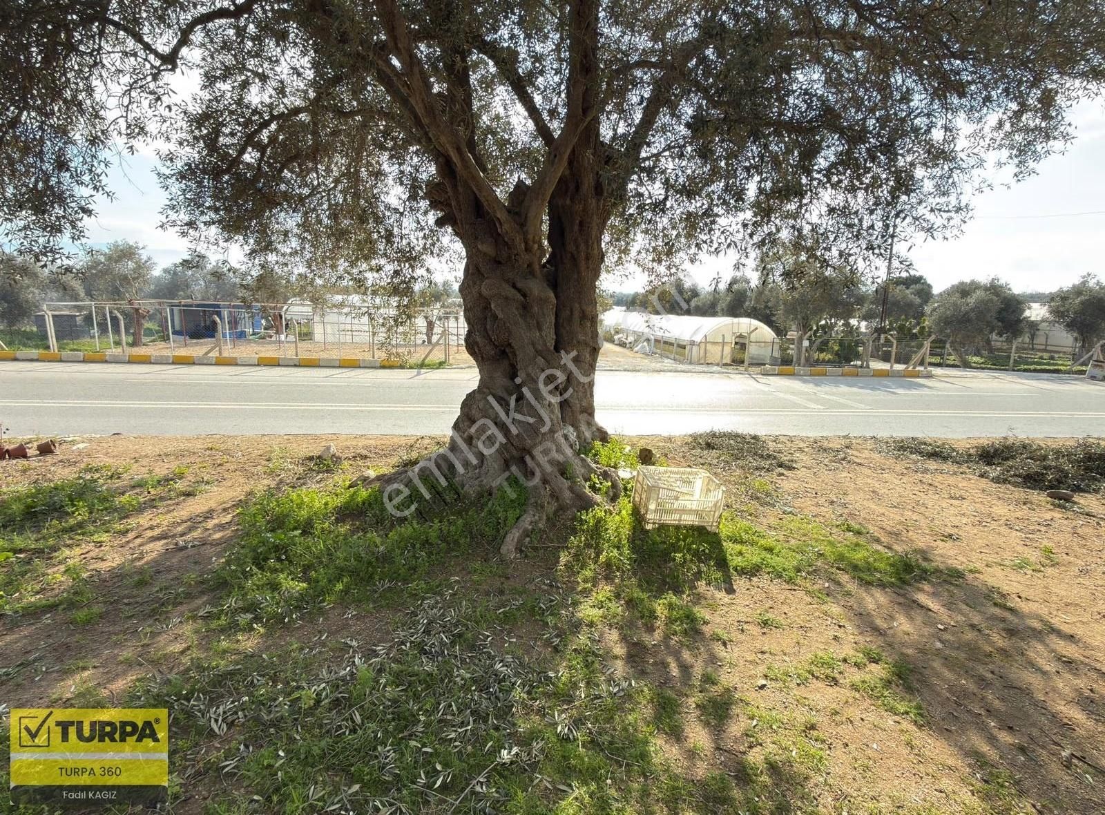 İzmir Ana Yola Sıfır Zeytinlik - Görsel 5