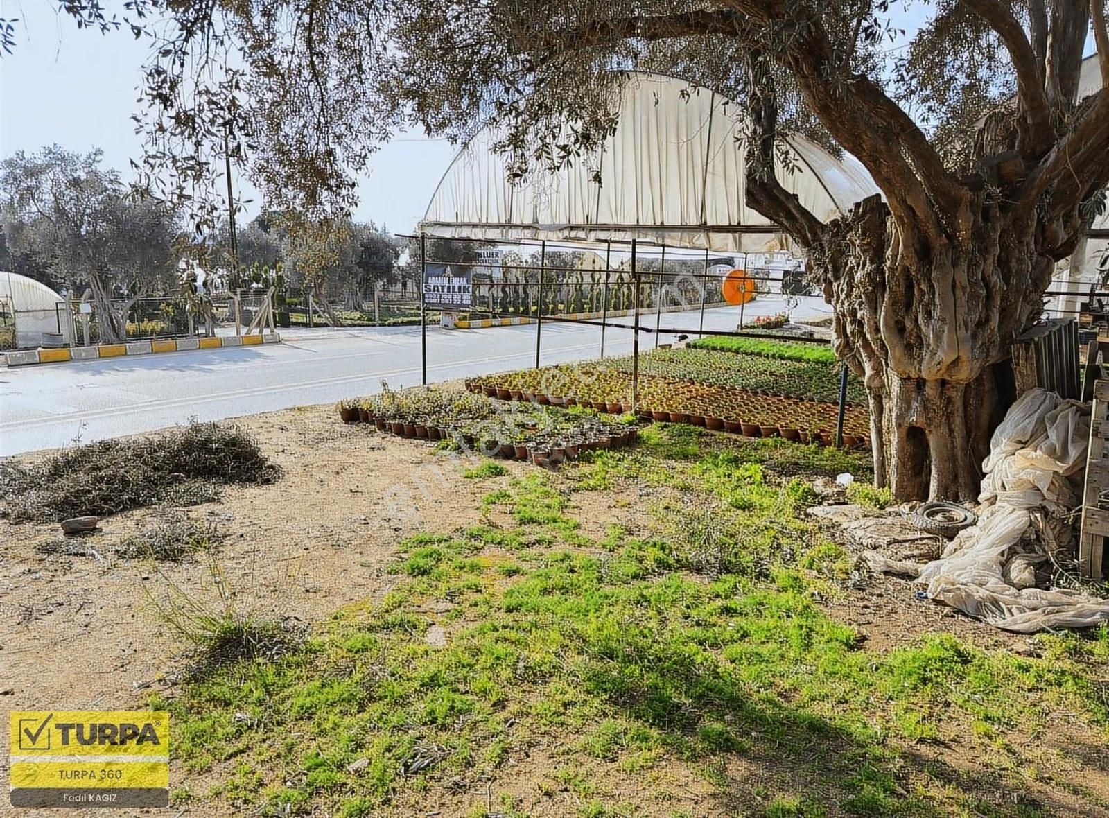 İzmir Ana Yola Sıfır Zeytinlik - Görsel 7