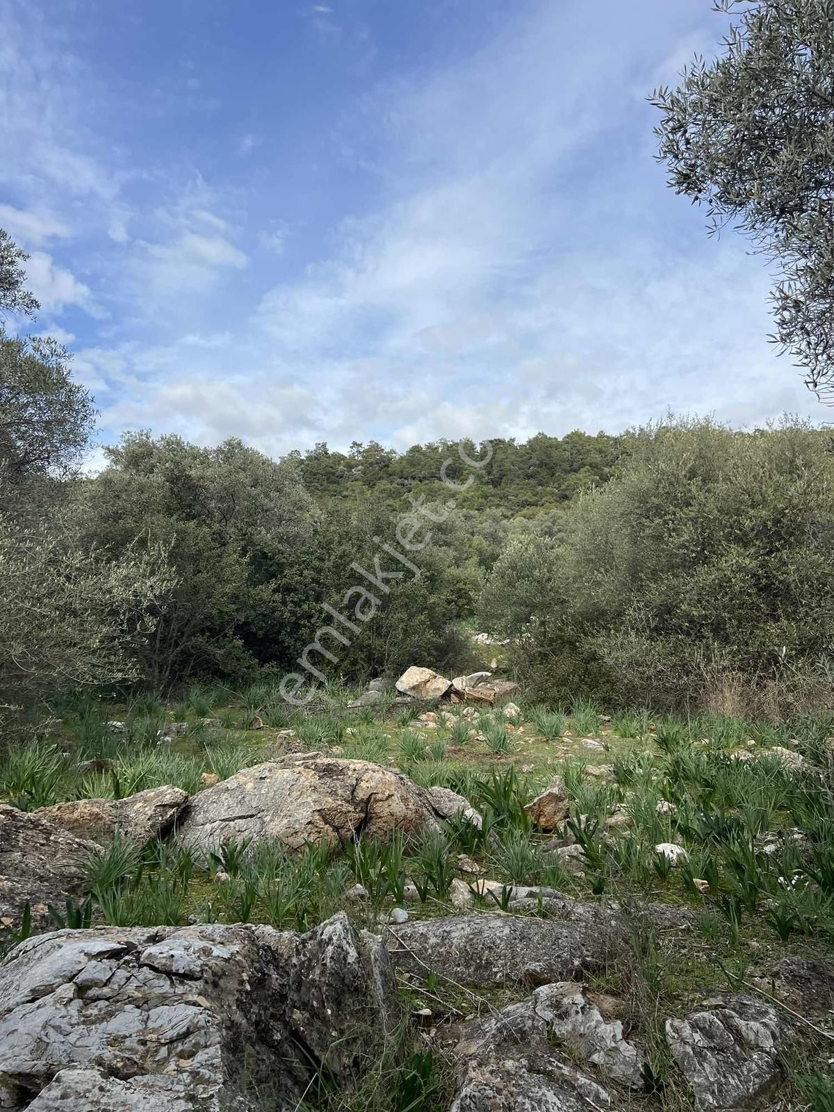 Didim Kardelen Mevkii Kelepir Fiyata Arsa - Görsel 4