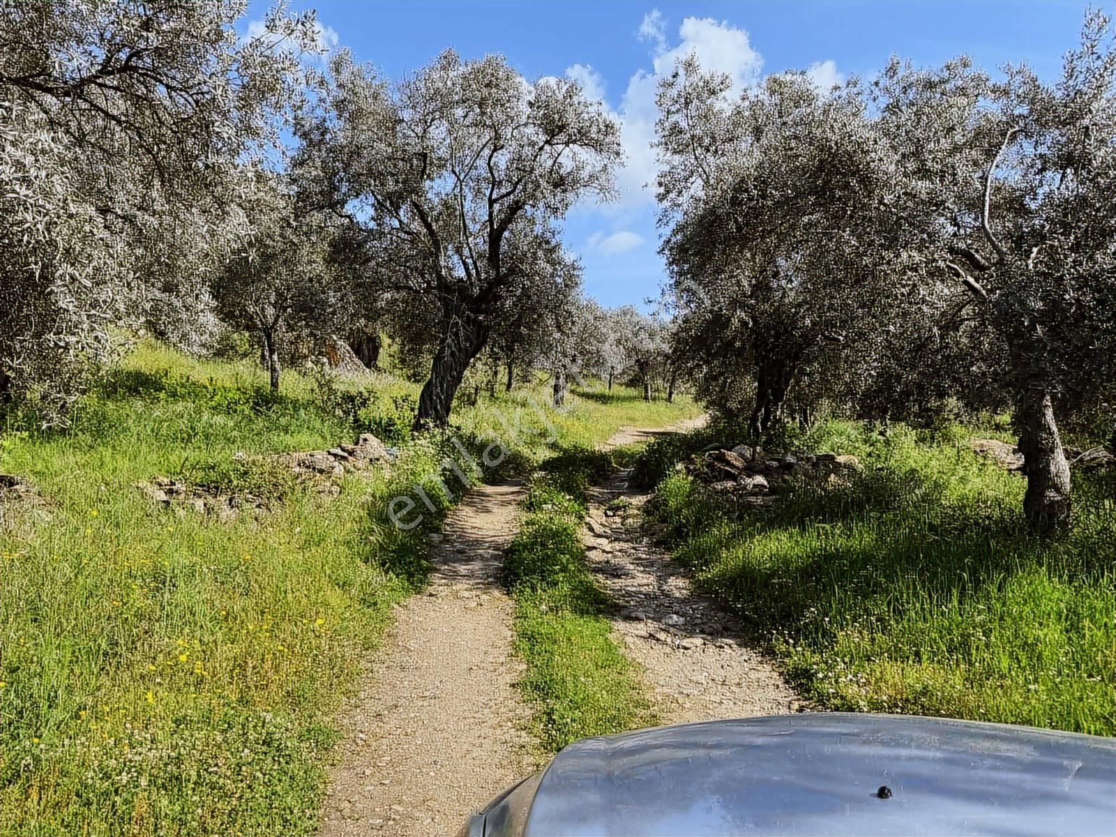 Muğla Milas Bafa'da Satılık Zeytinlik Arazi Düz Yer Yolu Mevcut - Görsel 3