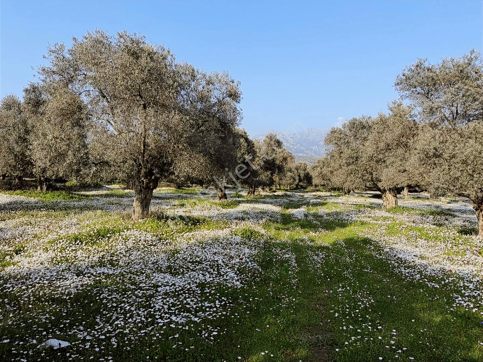 Muğla Milas Bafa'da Satılık Zeytinlik Arazi Düz Yer Yolu Mevcut