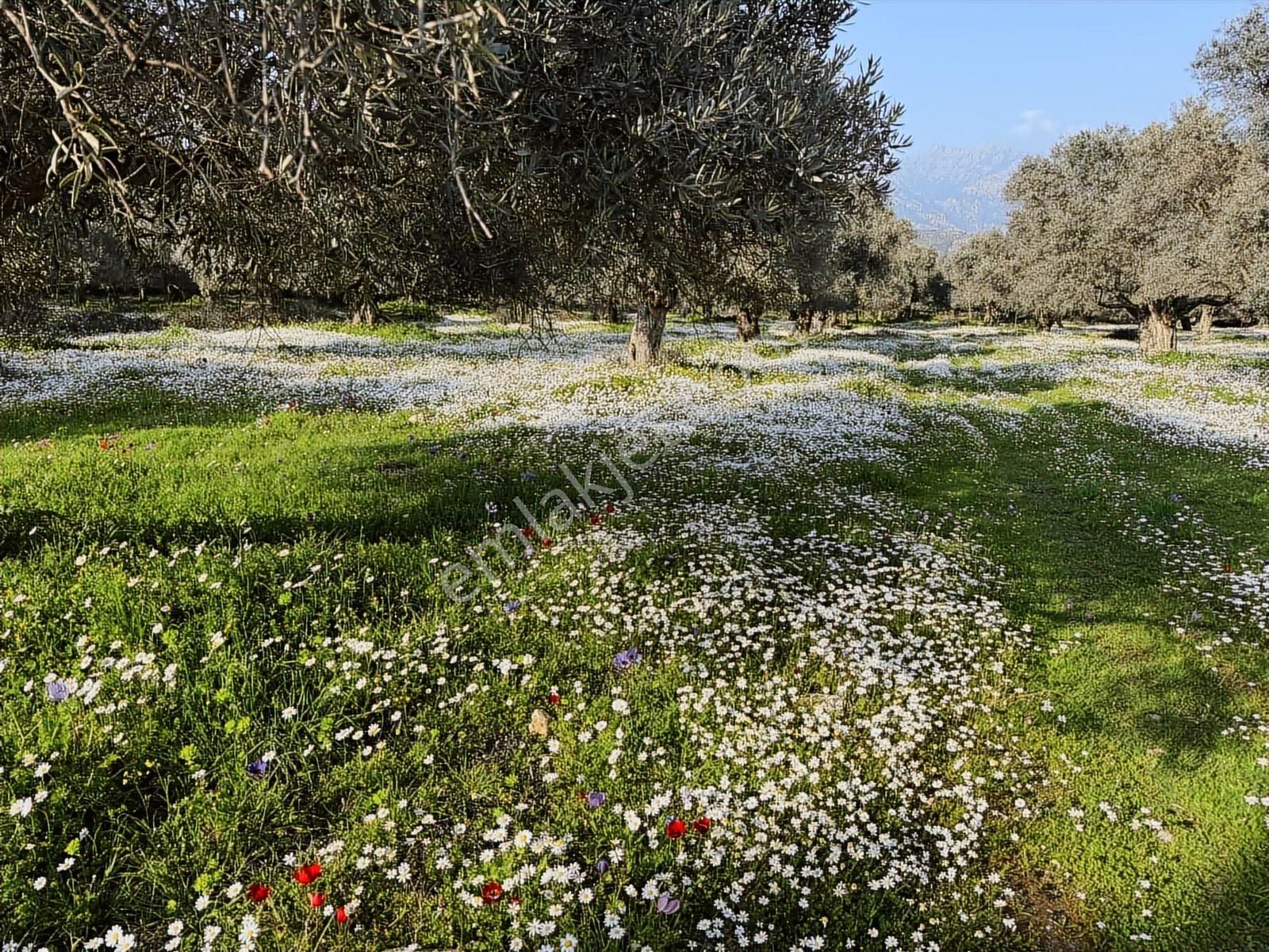 Muğla Milas Bafa'da Satılık Zeytinlik Arazi Düz Yer Yolu Mevcut - Görsel 2