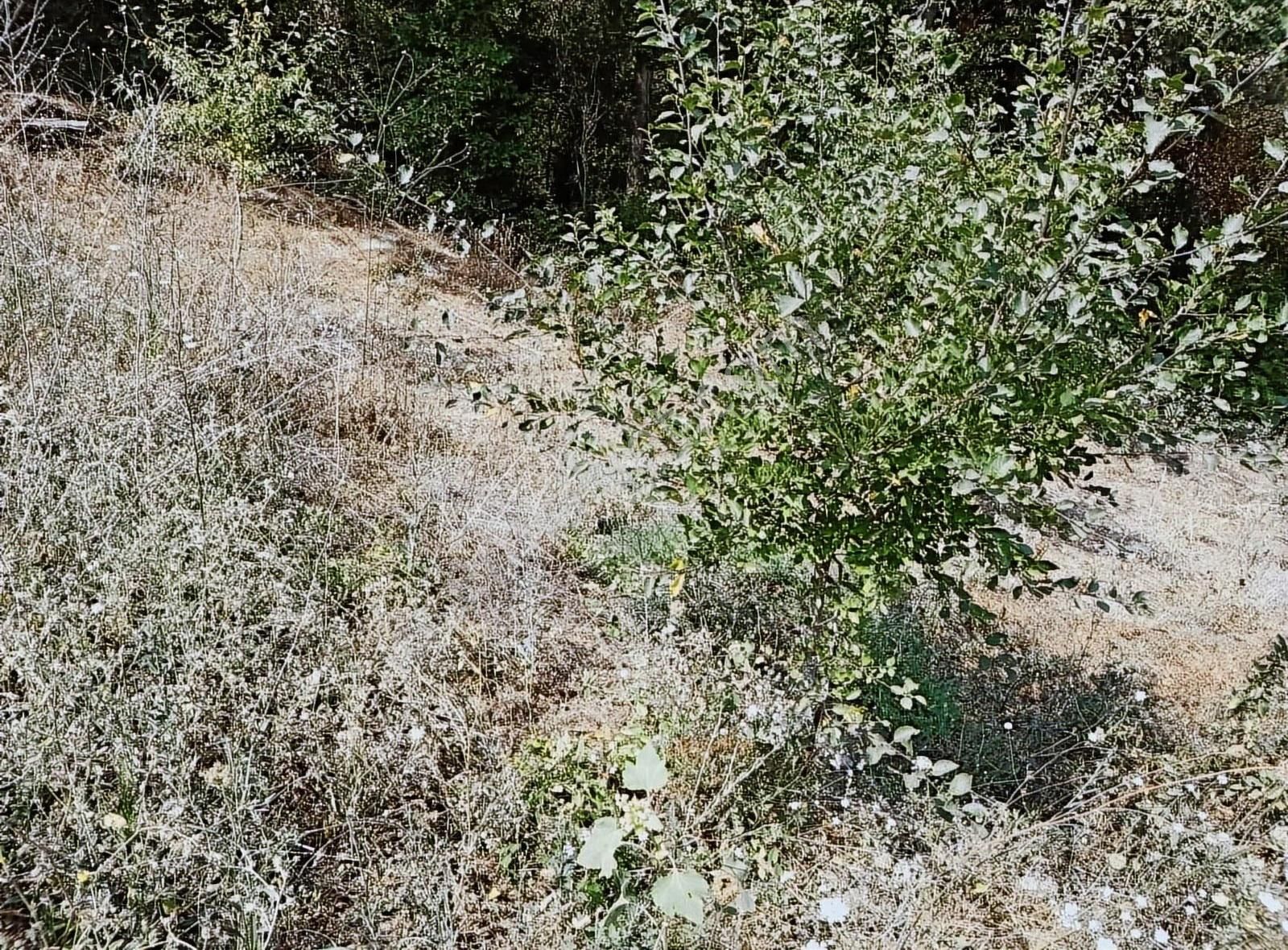 Aksungur Köyü Tarla - Görsel 5