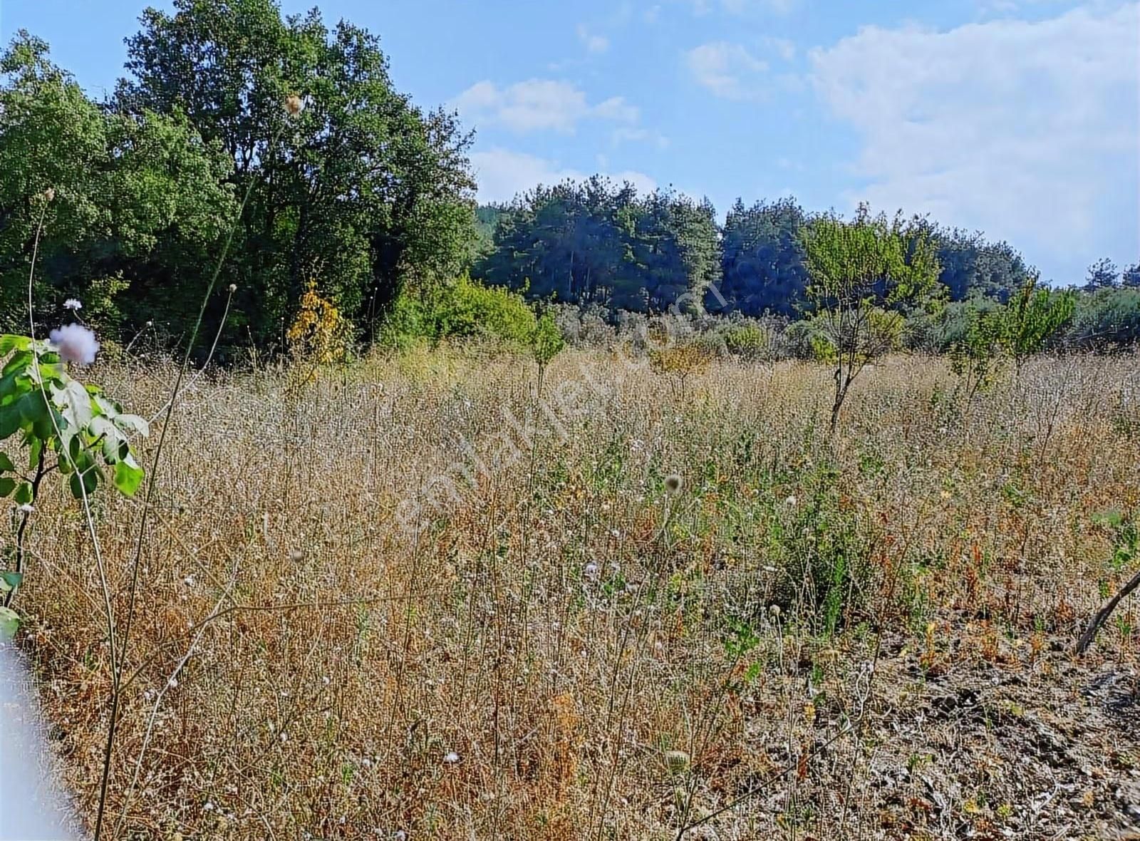 Aksungur Köyü Tarla - Görsel 3