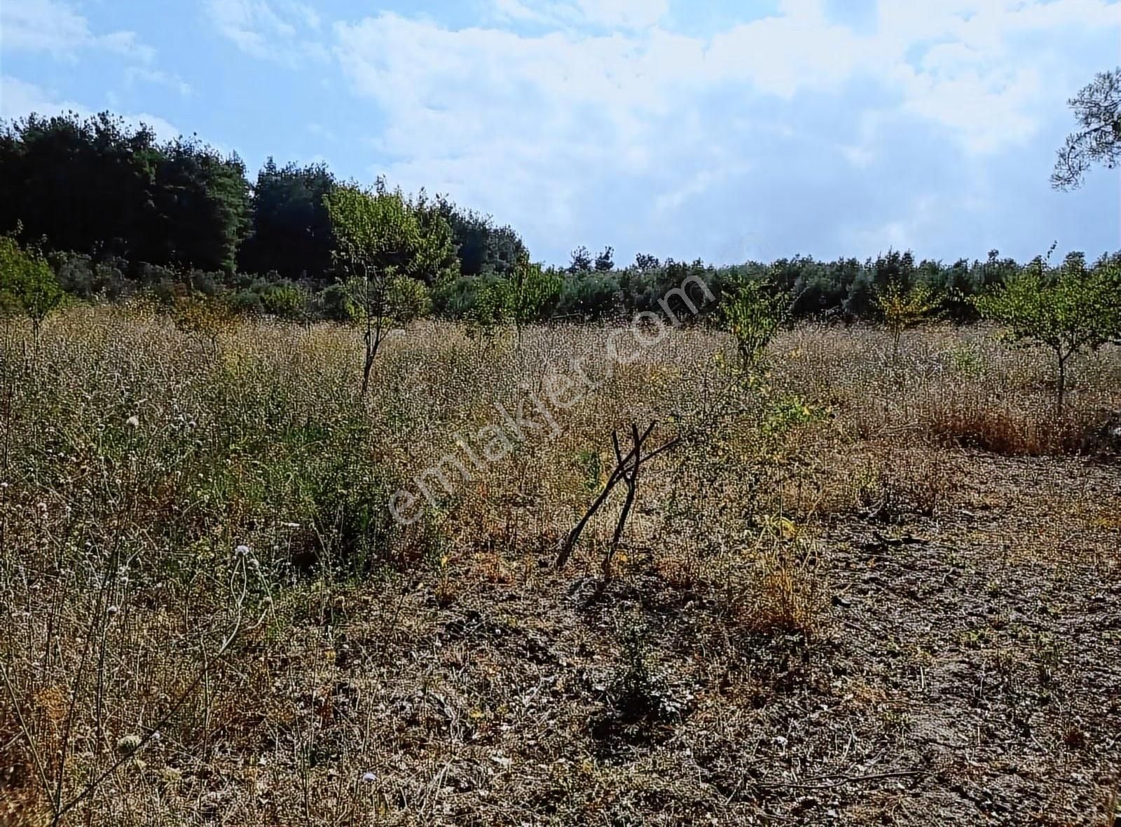 Aksungur Köyü Tarla - Görsel 8