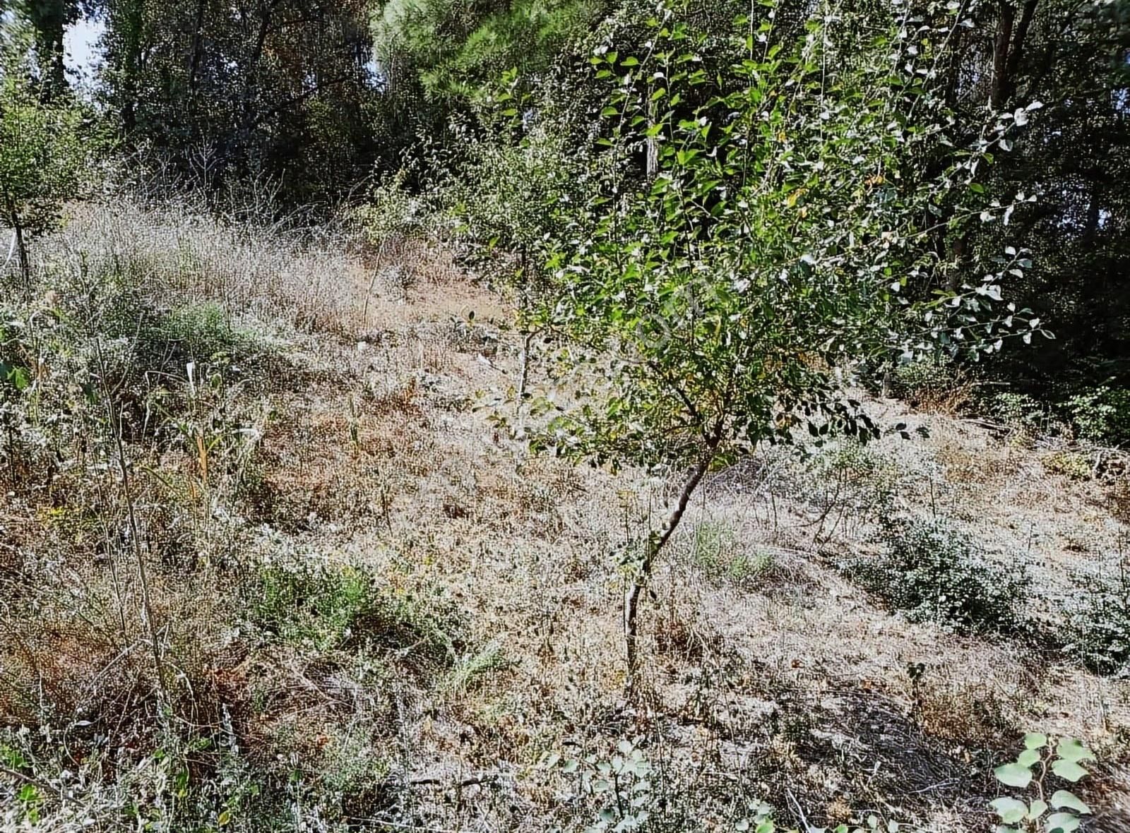 Aksungur Köyü Tarla - Görsel 7