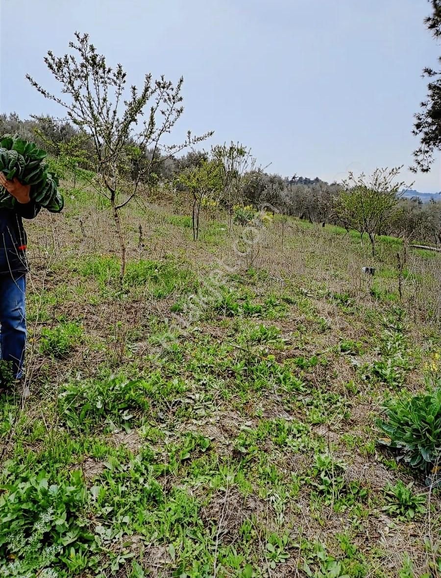 Aksungur Köyü Tarla - Görsel 2