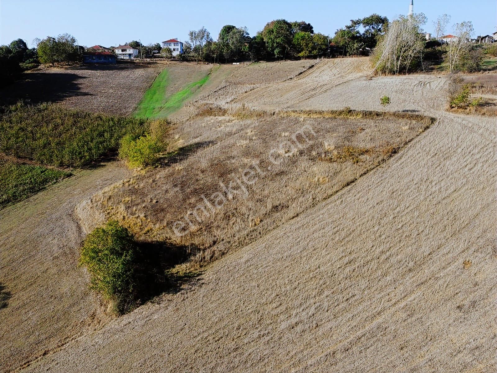 Kandıra Sarıcaali Mah Satılık Köy İçine Bir Parsel Fırsat Tarla - Görsel 4