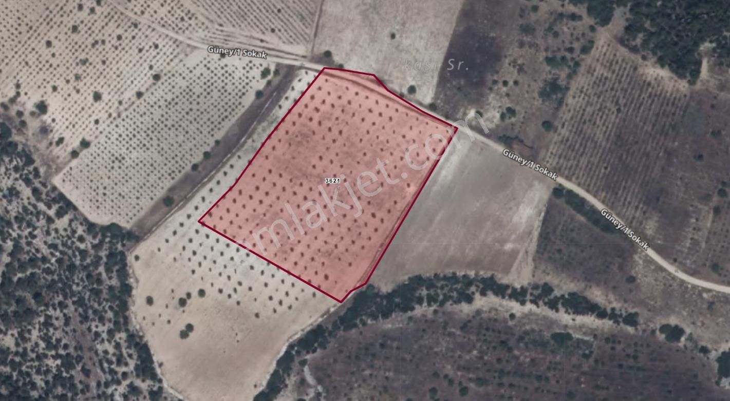 Ortaköyde Verimli 33 Dönüm Cevizlik+22 Dönüm Telli Bağ,bademlik