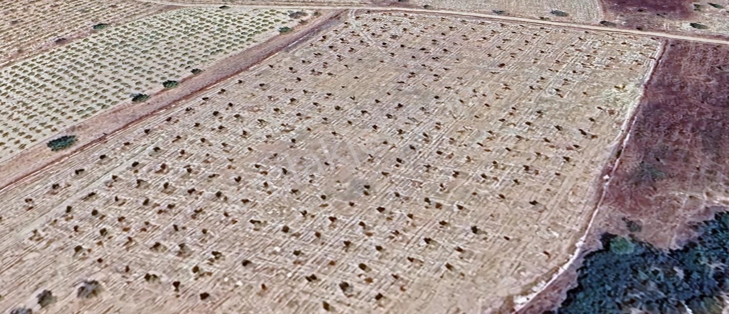 Ortaköyde Verimli 33 Dönüm Cevizlik+22 Dönüm Telli Bağ,bademlik - Görsel 3