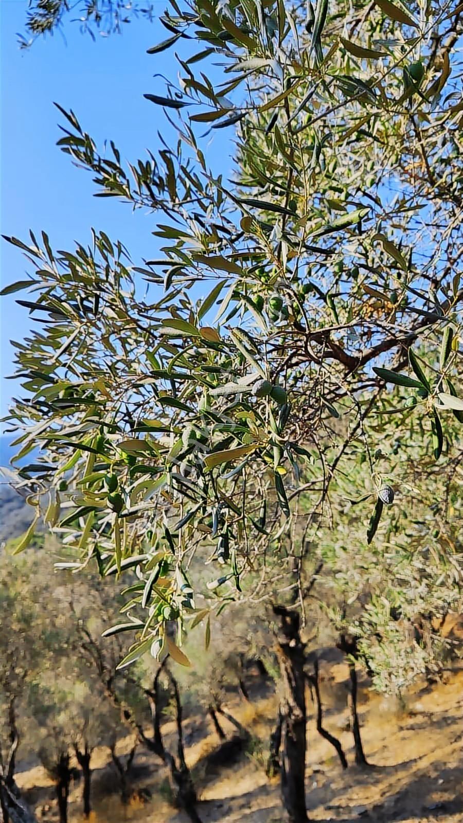 Bayındır Ergenli'de Yatırımlık Fırsat! Zeytinlik Cb-ph - Görsel 5