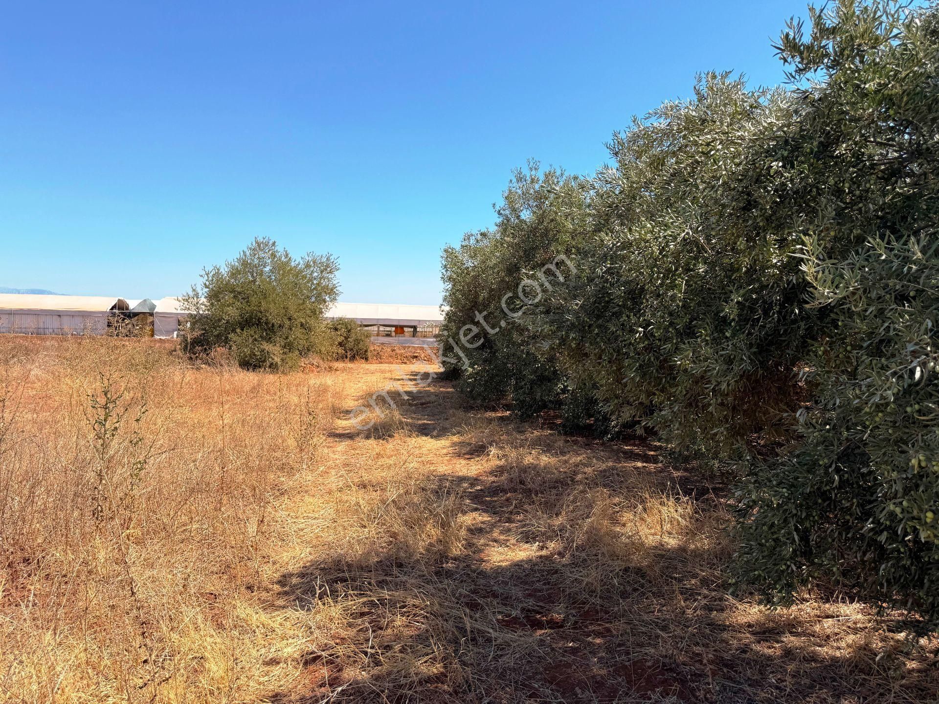 Kepez'de Isparta Yolu Yakını %75 Konut İmarlı 396m2 Satılık Arsa - Görsel 10