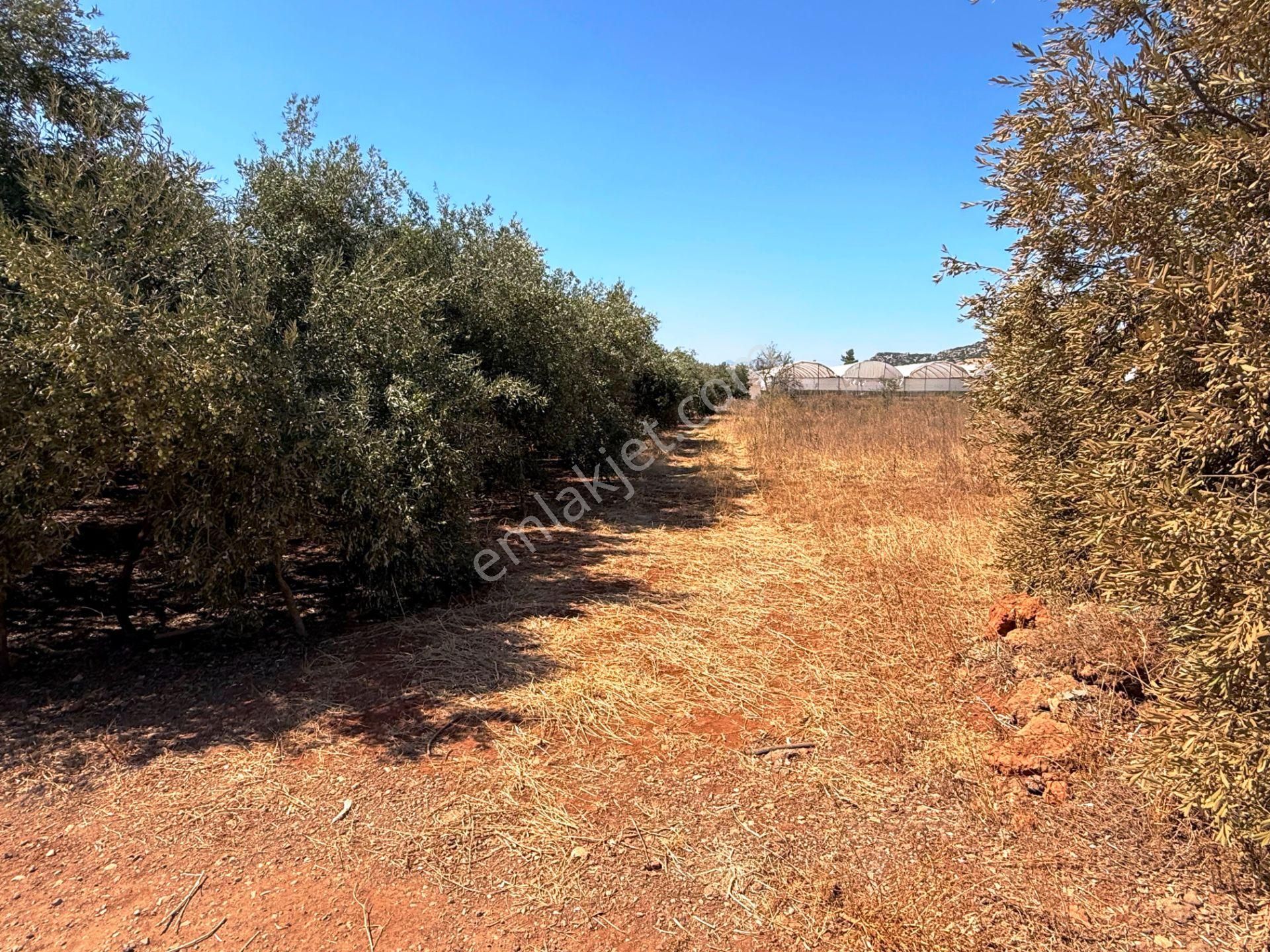 Kepez'de Isparta Yolu Yakını %75 Konut İmarlı 396m2 Satılık Arsa - Görsel 25