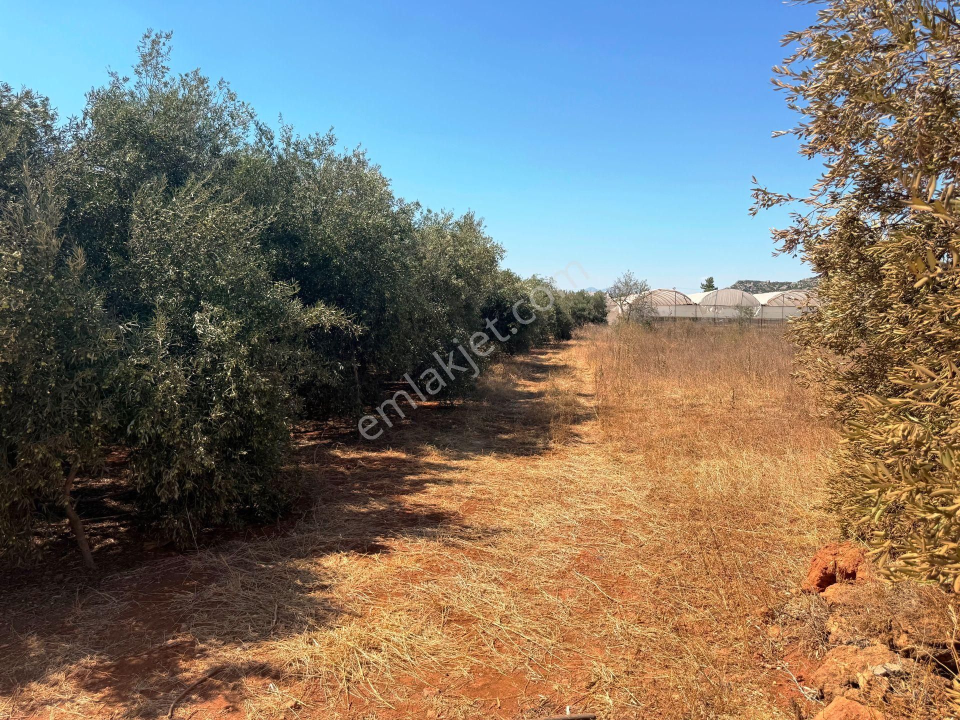 Kepez'de Isparta Yolu Yakını %75 Konut İmarlı 396m2 Satılık Arsa - Görsel 17