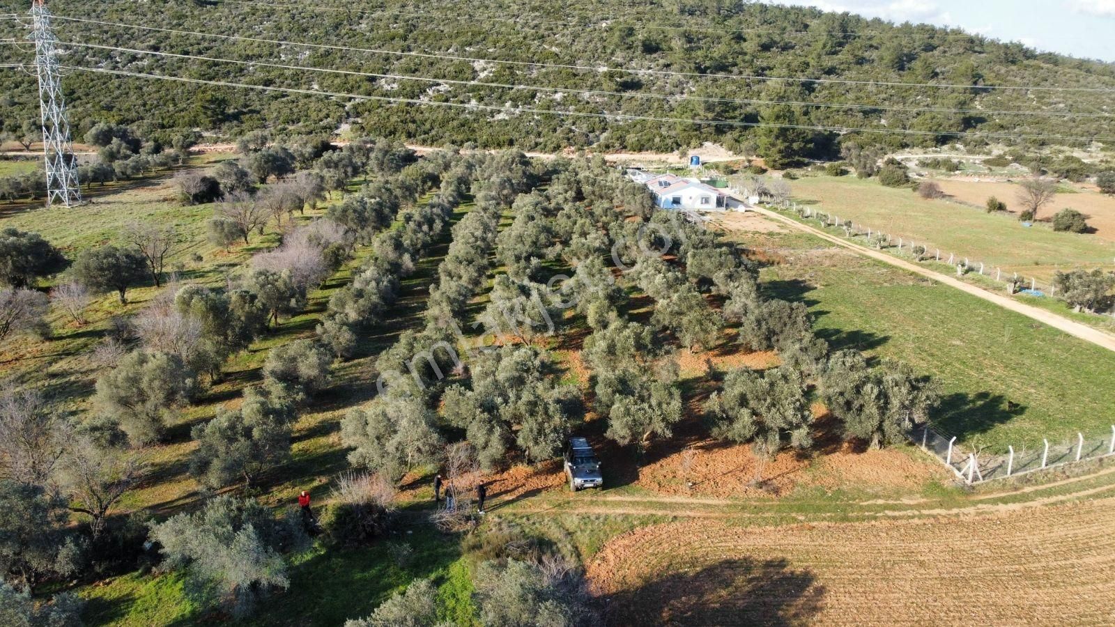Urla Birgide Yatırıma Uygun, Değer Kazanan Satılık Tarla - Görsel 7