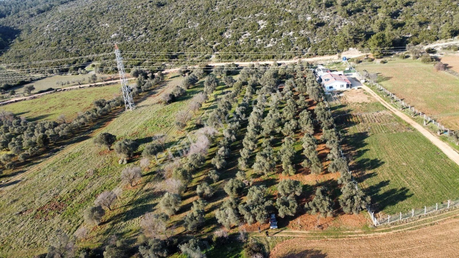 Urla Birgide Yatırıma Uygun, Değer Kazanan Satılık Tarla - Görsel 10