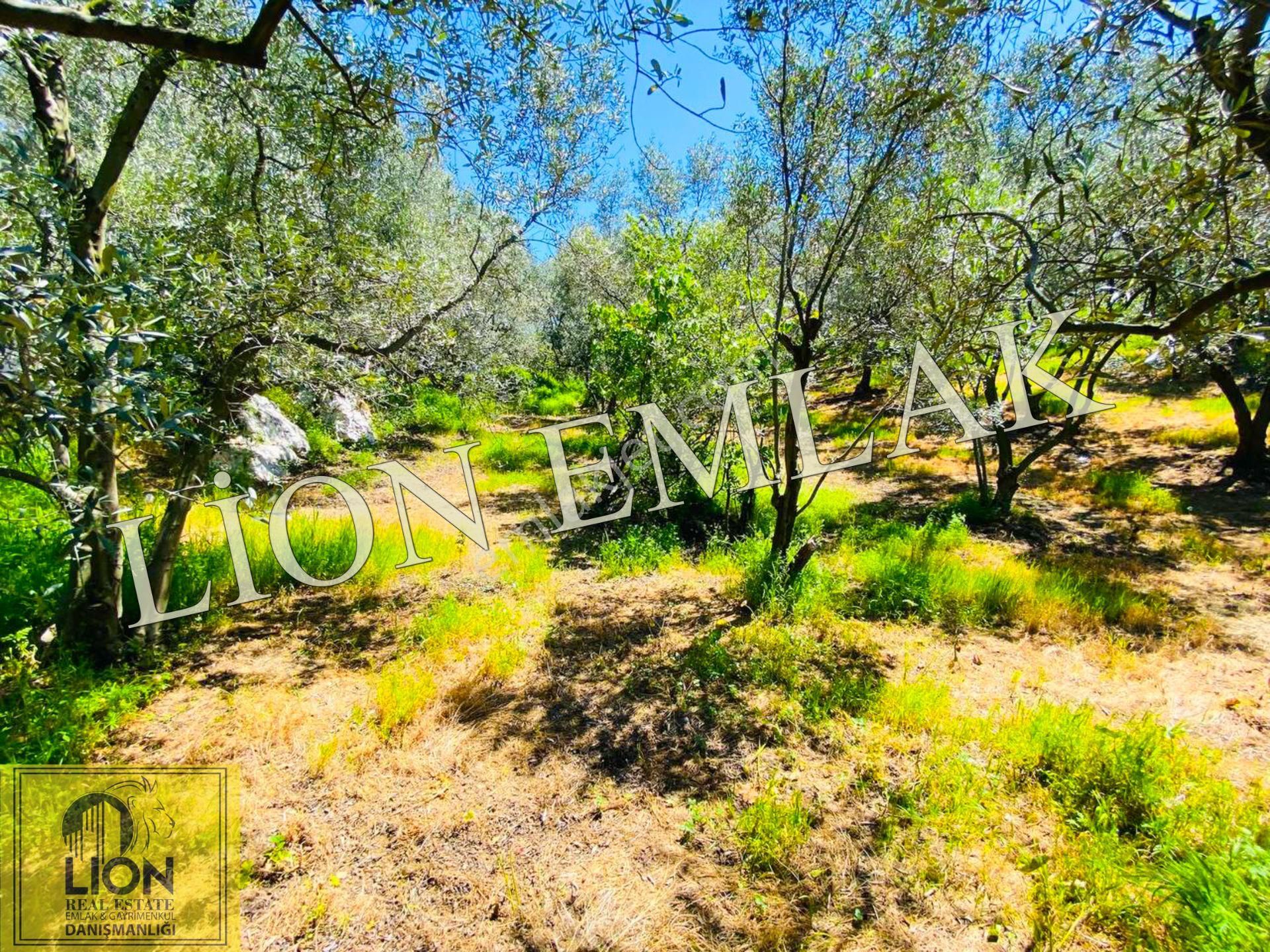 ⬛🟨lıon Emlak'tan Çalışkanlar'da Deniz Manzaralı Kat Karşılı 7.551m² Arsa🟨⬛ - Görsel 2