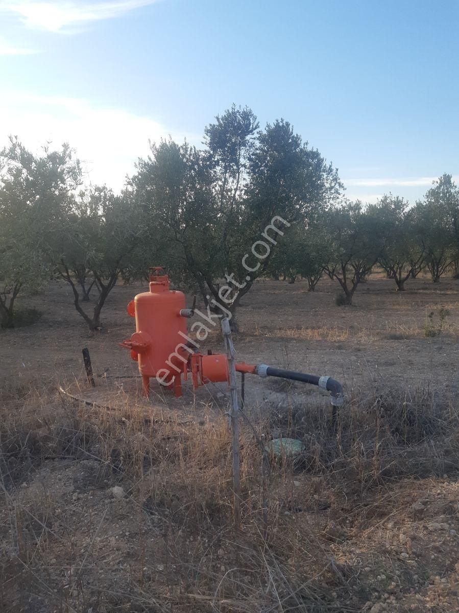 22 Dönüm Zeytin Bahçesi - Görsel 2