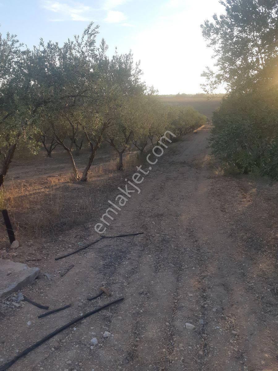 22 Dönüm Zeytin Bahçesi - Görsel 6