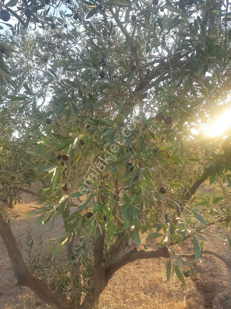 22 Dönüm Zeytin Bahçesi - Görsel 13