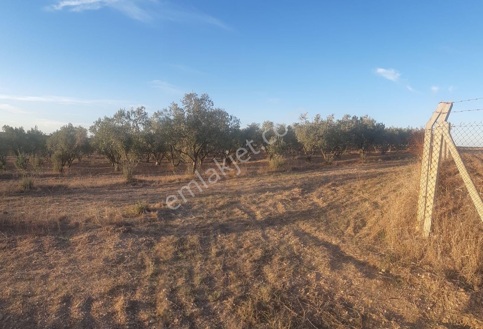 22 Dönüm Zeytin Bahçesi - Görsel 9
