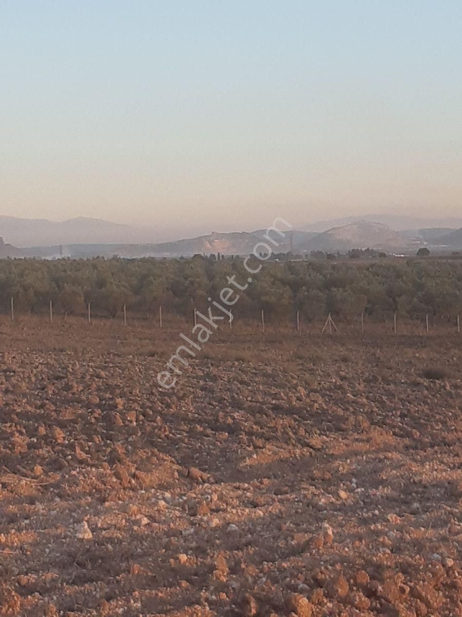 22 Dönüm Zeytin Bahçesi - Görsel 8