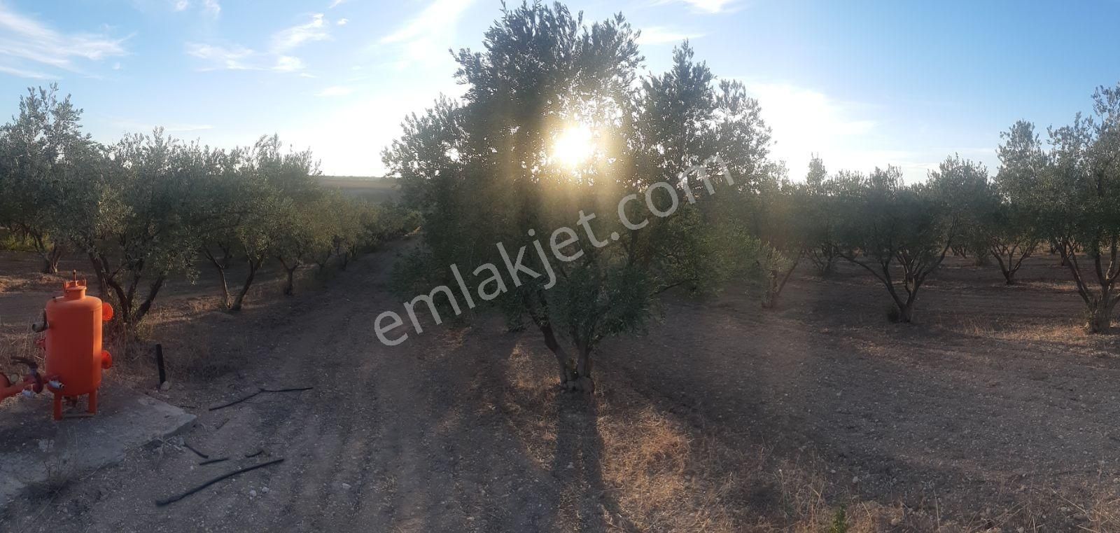 22 Dönüm Zeytin Bahçesi - Görsel 5