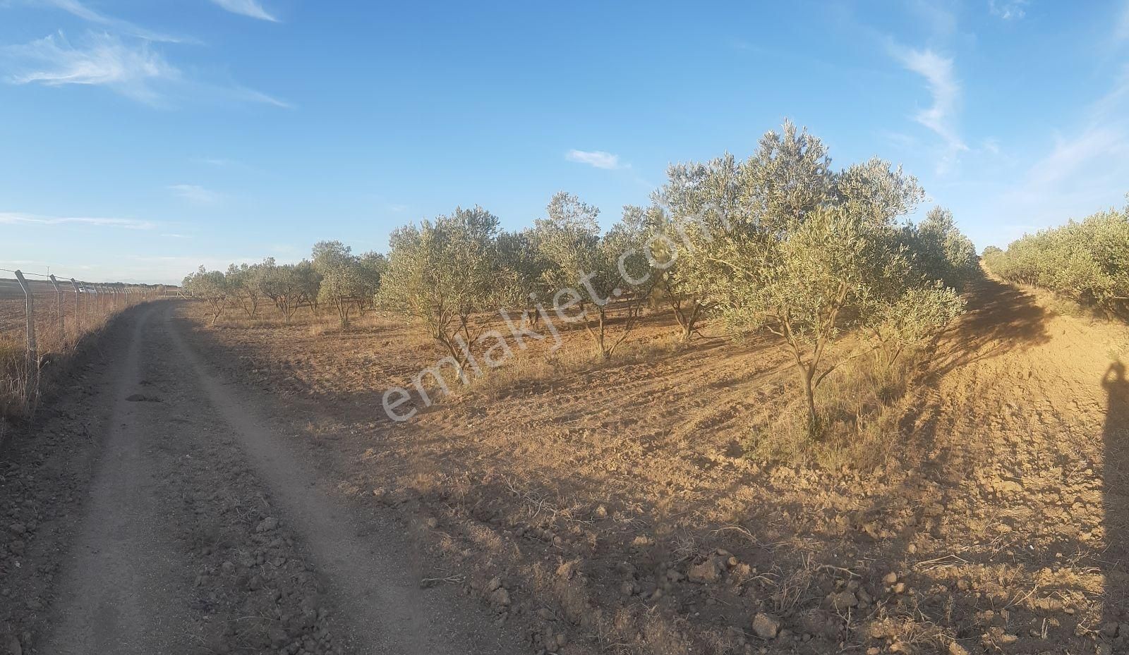 22 Dönüm Zeytin Bahçesi - Görsel 3