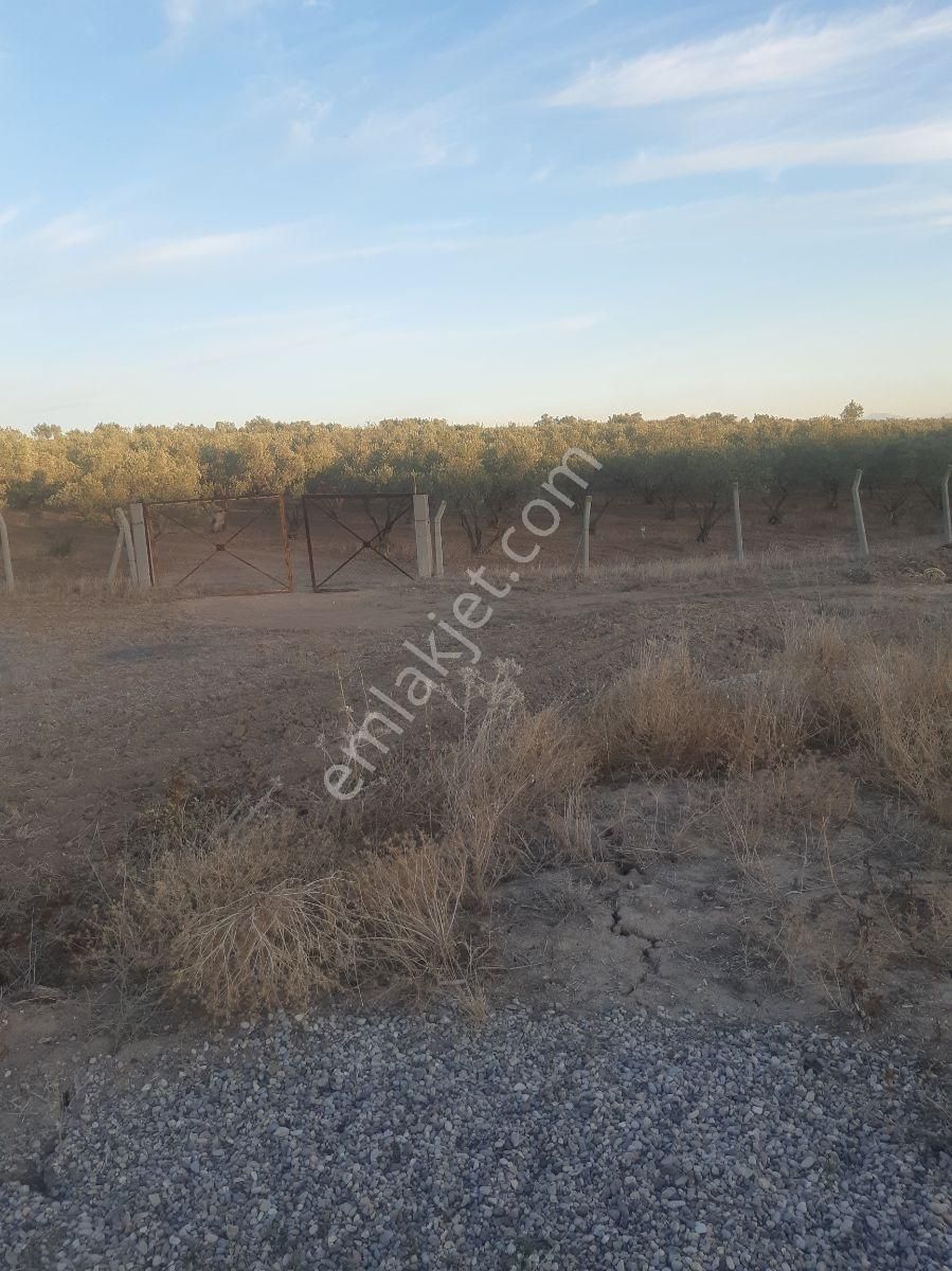 22 Dönüm Zeytin Bahçesi